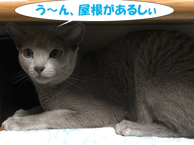 f:id:LoveRussianBlue:20190611002502j:plain