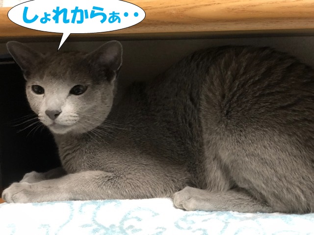f:id:LoveRussianBlue:20190611002551j:plain
