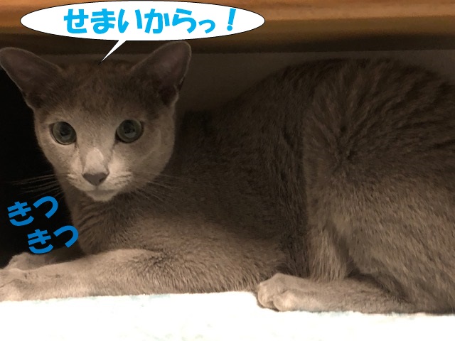f:id:LoveRussianBlue:20190611002613j:plain