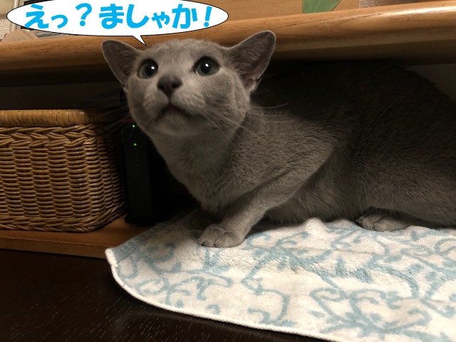 f:id:LoveRussianBlue:20190611003745j:plain