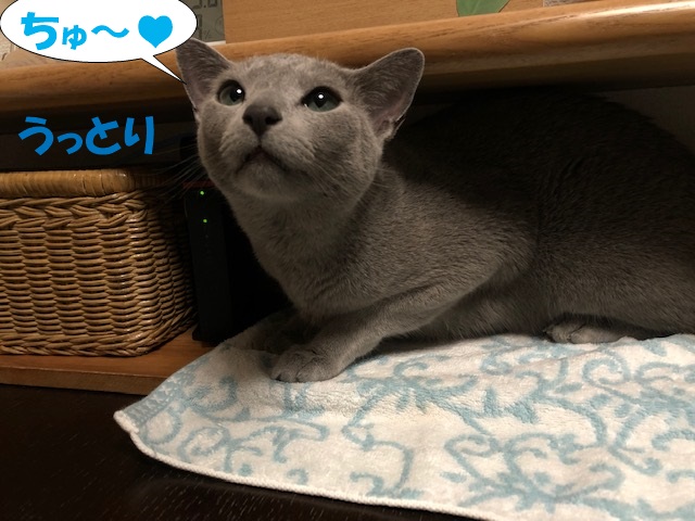 f:id:LoveRussianBlue:20190611003810j:plain
