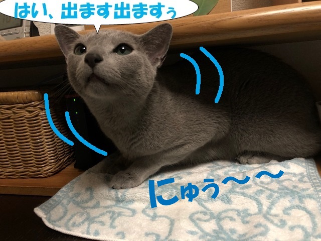 f:id:LoveRussianBlue:20190611003848j:plain