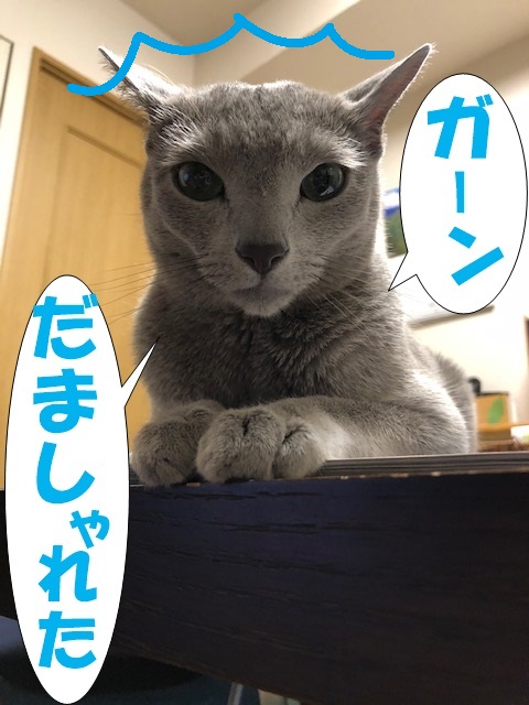 f:id:LoveRussianBlue:20190611005531j:plain