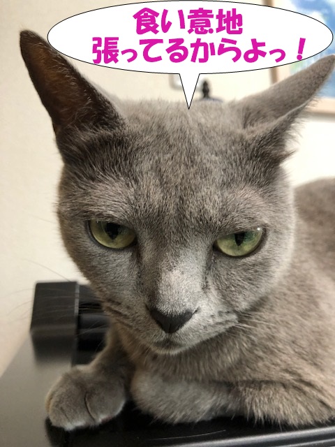 f:id:LoveRussianBlue:20190611005952j:plain