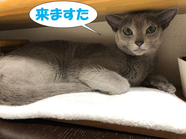 f:id:LoveRussianBlue:20190615171849j:plain
