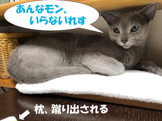 f:id:LoveRussianBlue:20190615172148j:plain