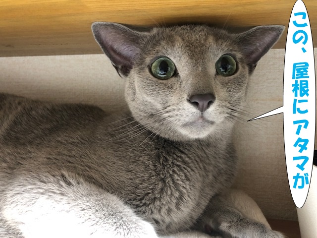 f:id:LoveRussianBlue:20190615173205j:plain
