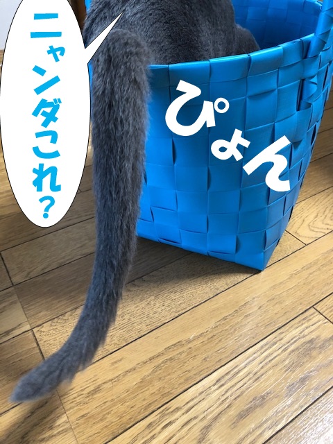 f:id:LoveRussianBlue:20190615202557j:plain