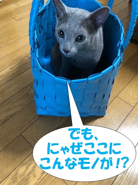 f:id:LoveRussianBlue:20190615203419j:plain
