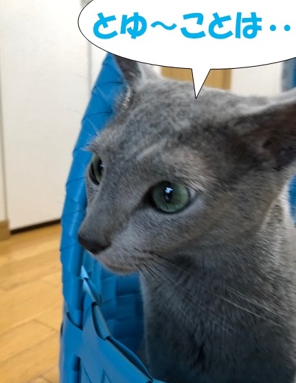 f:id:LoveRussianBlue:20190615204914j:plain