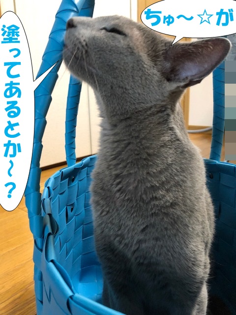 f:id:LoveRussianBlue:20190615204951j:plain