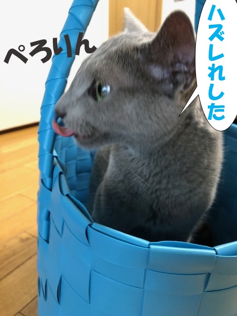 f:id:LoveRussianBlue:20190615205419j:plain