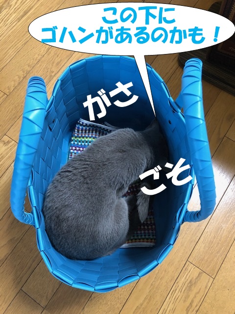 f:id:LoveRussianBlue:20190615205433j:plain