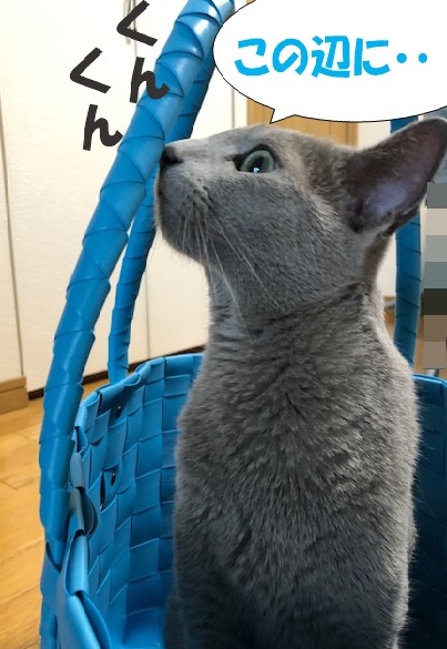 f:id:LoveRussianBlue:20190615210213j:plain