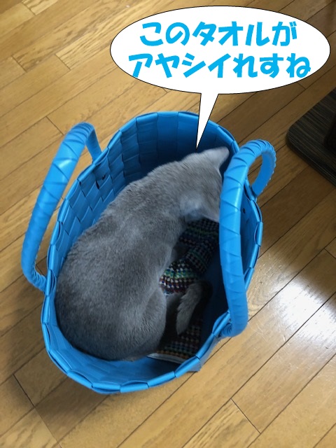 f:id:LoveRussianBlue:20190615210252j:plain