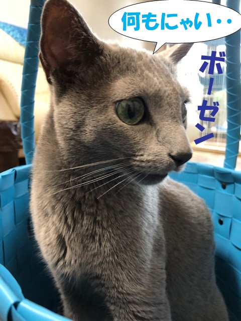f:id:LoveRussianBlue:20190615211309j:plain