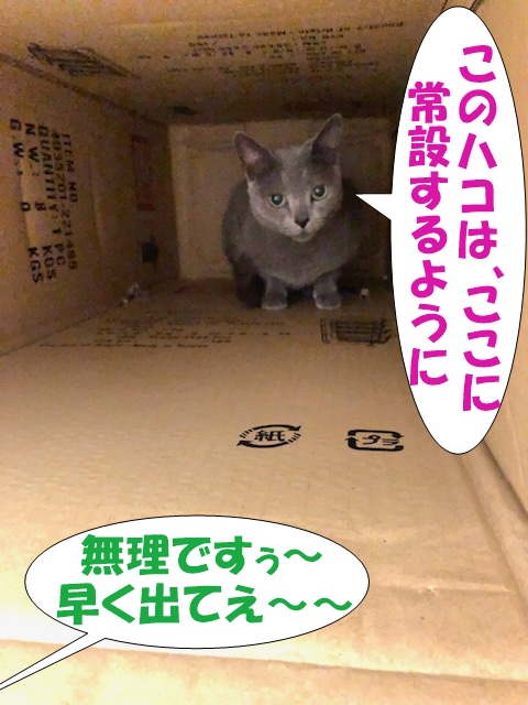 f:id:LoveRussianBlue:20190615214335j:plain