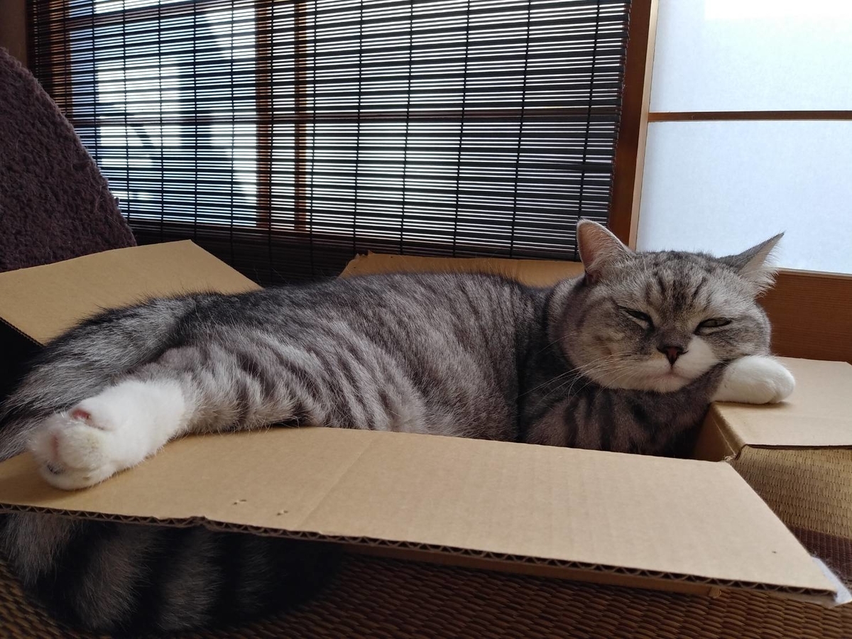 f:id:LoveRussianBlue:20190615220113j:plain