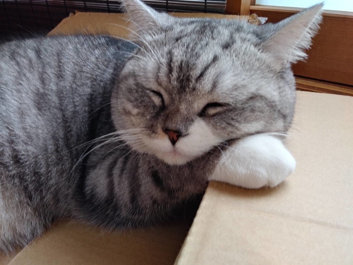 f:id:LoveRussianBlue:20190615220149j:plain