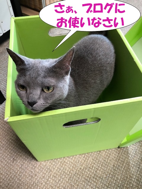 f:id:LoveRussianBlue:20190615220932j:plain