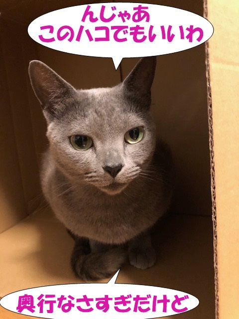 f:id:LoveRussianBlue:20190615221718j:plain