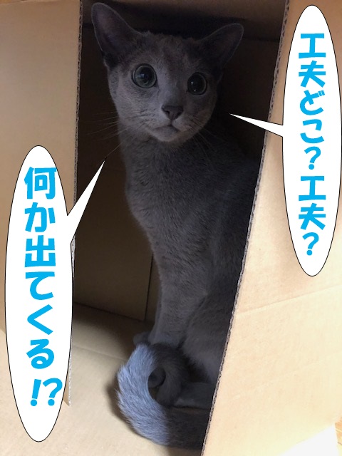 f:id:LoveRussianBlue:20190615223510j:plain