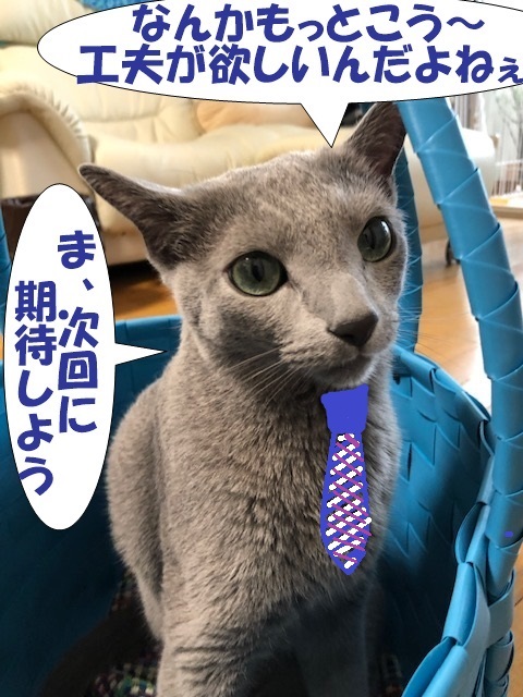 f:id:LoveRussianBlue:20190616003643j:plain