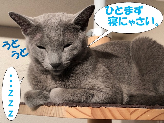 f:id:LoveRussianBlue:20190617220004j:plain