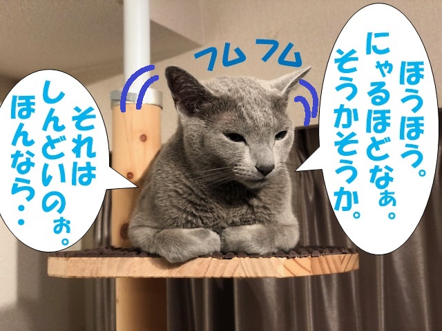 f:id:LoveRussianBlue:20190617220553j:plain