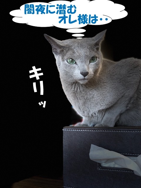 f:id:LoveRussianBlue:20190617223218j:plain
