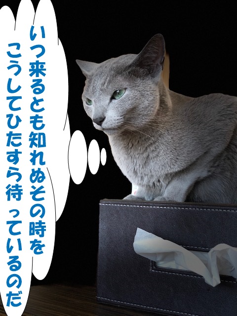 f:id:LoveRussianBlue:20190617223448j:plain
