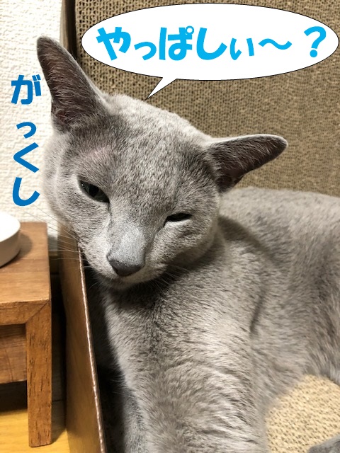 f:id:LoveRussianBlue:20190617224036j:plain