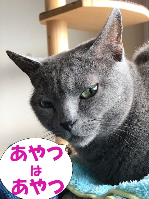 f:id:LoveRussianBlue:20190617230322j:plain