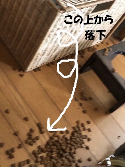 f:id:LoveRussianBlue:20190626173649j:plain