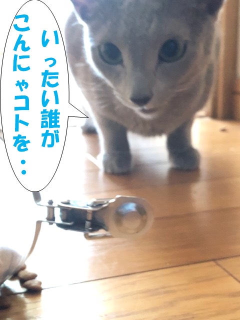 f:id:LoveRussianBlue:20190626174016j:plain