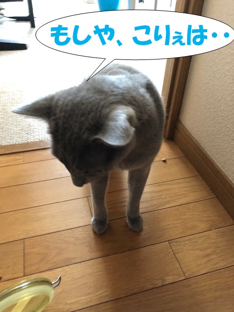 f:id:LoveRussianBlue:20190626174446j:plain