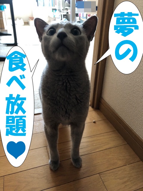 f:id:LoveRussianBlue:20190626174509j:plain