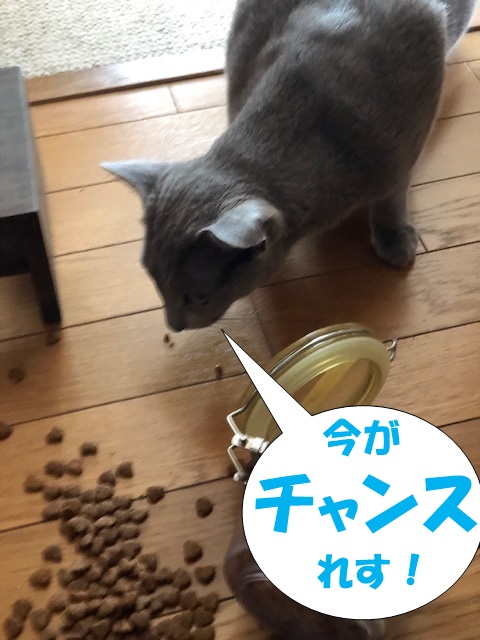f:id:LoveRussianBlue:20190626174828j:plain