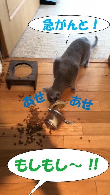 f:id:LoveRussianBlue:20190626174904j:plain