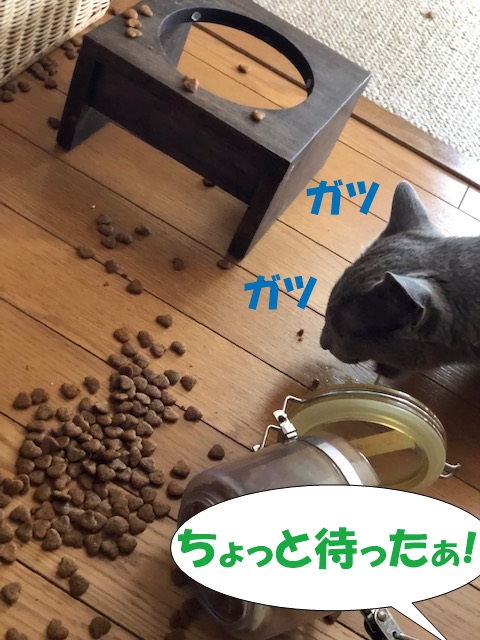 f:id:LoveRussianBlue:20190626175024j:plain