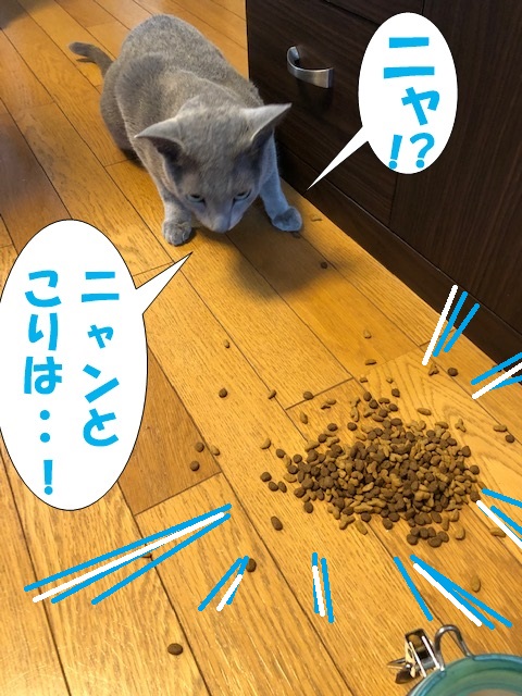 f:id:LoveRussianBlue:20190627162349j:plain