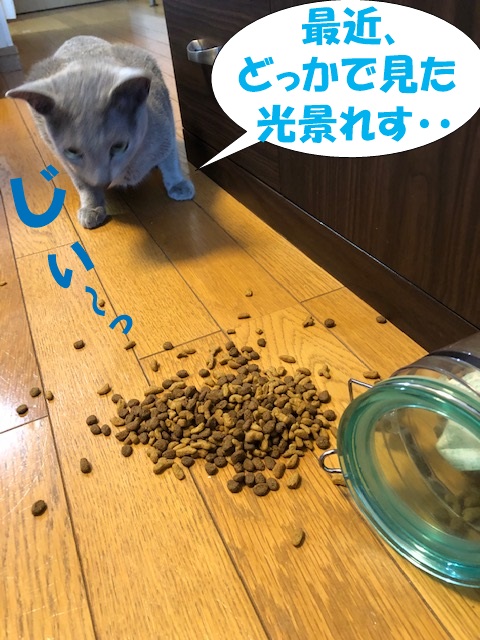 f:id:LoveRussianBlue:20190627162413j:plain