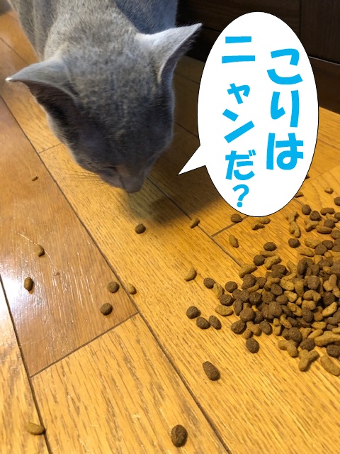 f:id:LoveRussianBlue:20190627162626j:plain