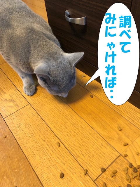 f:id:LoveRussianBlue:20190627162654j:plain