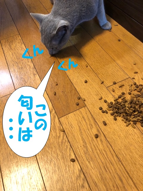 f:id:LoveRussianBlue:20190627162720j:plain
