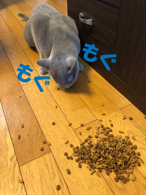 f:id:LoveRussianBlue:20190627162802j:plain