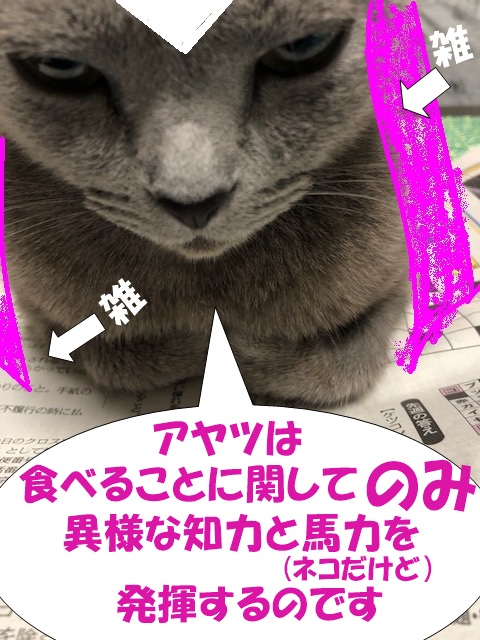 f:id:LoveRussianBlue:20190627172300j:plain