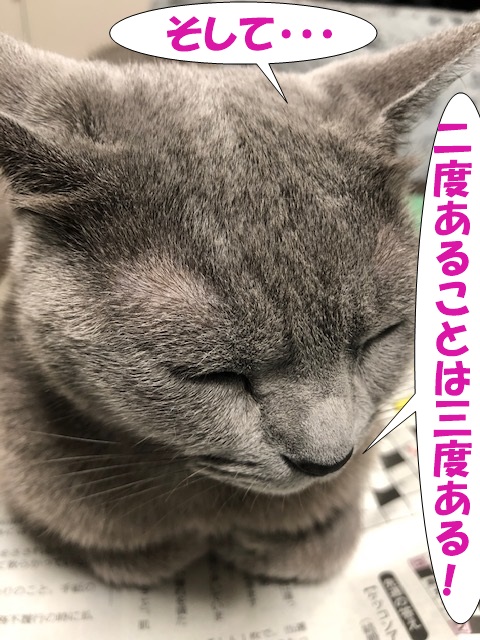 f:id:LoveRussianBlue:20190627173022j:plain