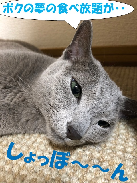 f:id:LoveRussianBlue:20190627173909j:plain