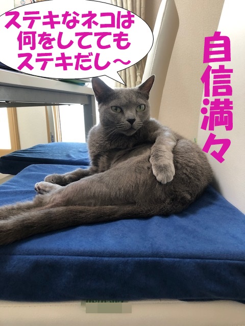 f:id:LoveRussianBlue:20190628225135j:plain